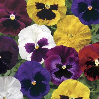 Pansy Colossus Blotched Mix Flower seeds - CGASPL