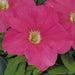 Petunia Single Gf. Eagle Pink Flower Seeds - CGASPL