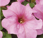 Petunia Single Gf. Eagle Pastel Pink Flower Seeds - CGASPL