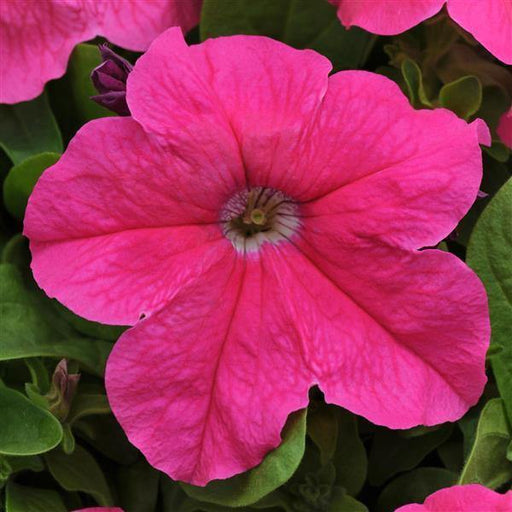 Petunia Single Gf. Ez Rider Pink Deep Flower Seeds - CGASPL