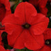 Petunia Single Gf. Ez Rider Red Flower Seeds - CGASPL