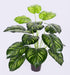 Artificial Philo Line Plant  18 Leaves - 2 feet (Pack of 3 Plants) - CGASPL