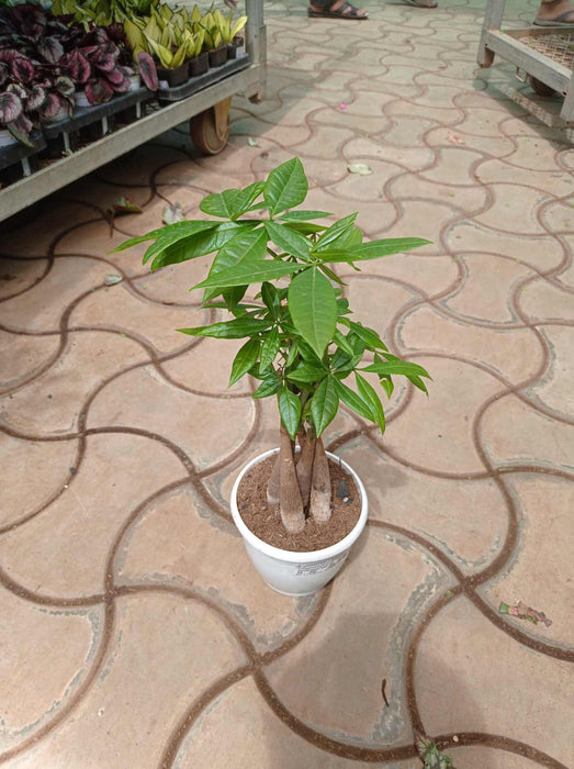 Pachira Money Plants Tree - ChhajedGarden.com