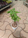 Pachira Money Plants Tree - ChhajedGarden.com