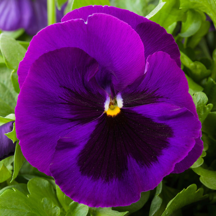 Pansy Maj. Gts II Purple W/Blotch Type Flower Seeds - CGASPL