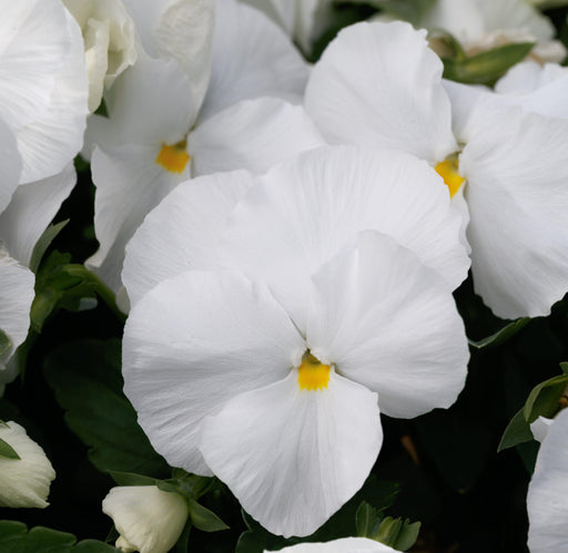 Pansy Maj. Gts II Clear White Type Flower Seeds - CGASPL