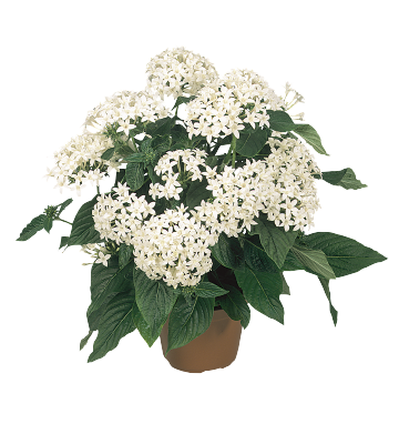 Pentas Graffiti White Flower Seeds - CGASPL