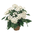 Pentas Graffiti White Flower Seeds - CGASPL