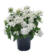 Pentas Graffiti White Flower Seeds - CGASPL