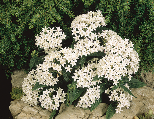 Pentas Graffiti White Flower Seeds - CGASPL