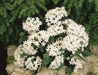 Pentas Graffiti White Flower Seeds - CGASPL