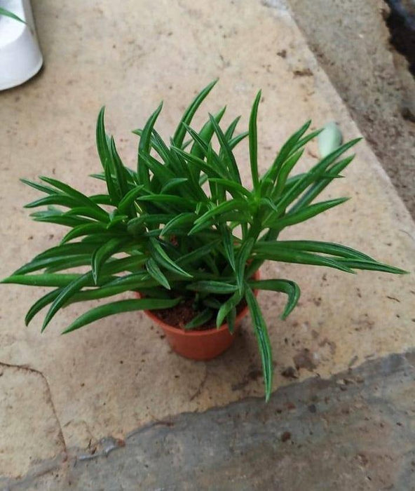 Peperomia Ferreyrae Small Succulent Plant - CGASPL