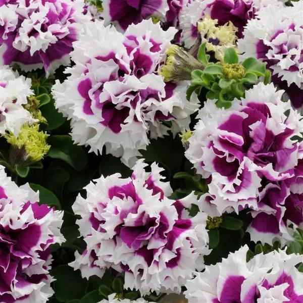 Petunia Double Gf. Pirouette Purple Flower Seeds - ChhajedGarden.com