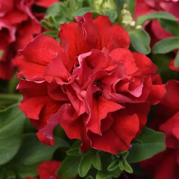 Petunia Double Gf. Valentine Flower Seeds - ChhajedGarden.com