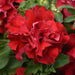 Petunia Double Gf. Valentine Flower Seeds - ChhajedGarden.com