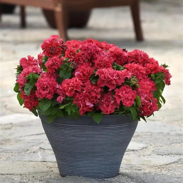 Petunia Double Gf. Valentine Flower Seeds - ChhajedGarden.com