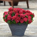 Petunia Double Gf. Valentine Flower Seeds - ChhajedGarden.com