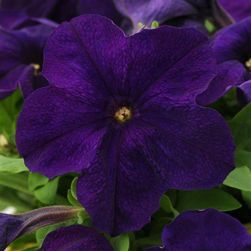 Petunia Single Gf. Ez Rider Blue Flower Seeds - ChhajedGarden.com