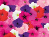 Petunia F₁ trailing SUCCESS! TR Maxi Mix Flower Seeds - ChhajedGarden.com