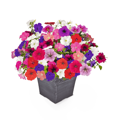 Petunia F₁ trailing SUCCESS! TR Maxi Mix Flower Seeds - ChhajedGarden.com