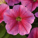 Petunia Multiflora Mirage Chic Flower Seeds - ChhajedGarden.com