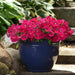 Petunia Multiflora Mirage  Deep Rose Flower Seeds - ChhajedGarden.com