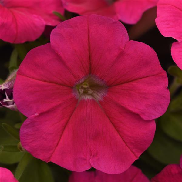Petunia Multiflora Mirage  Deep Rose Flower Seeds - ChhajedGarden.com