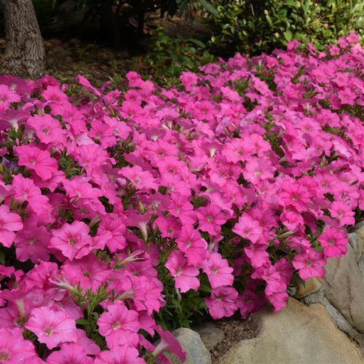 Petunia Multiflora Mirage Pink Flower Seeds - ChhajedGarden.com