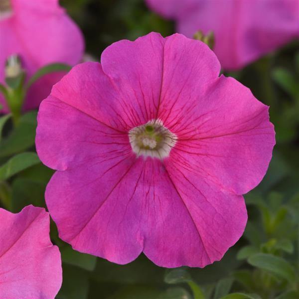 Petunia Multiflora Mirage Pink Flower Seeds - ChhajedGarden.com