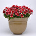 Petunia Multiflora Mirage Red Picotee Flower Seeds - ChhajedGarden.com