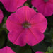 Petunia Multiflora Mirage Rose Flower Seeds - ChhajedGarden.com