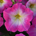Petunia Multiflora Mirage Rose Morn Flower Seeds - ChhajedGarden.com