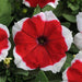 Petunia Single Gf. Dreams Red Picotee Flower Seeds - CGASPL