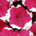 Petunia Single Gf. Dreams Rose Picotee Flower Seeds - ChhajedGarden.com
