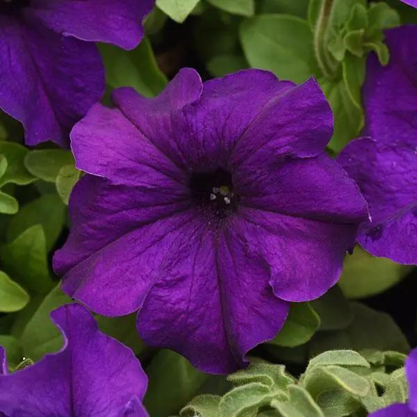 Petunia Single Gf. Supercascade Blue Flower Seeds - ChhajedGarden.com