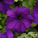 Petunia Single Gf. Supercascade Blue Flower Seeds - ChhajedGarden.com