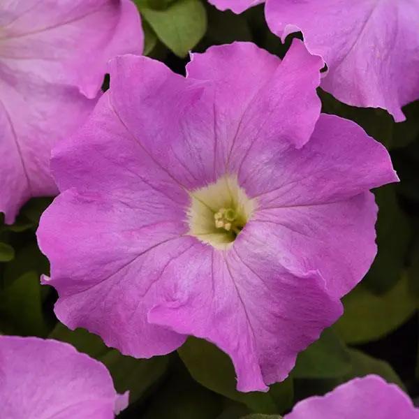 Petunia Single Gf. Supercascade  Lilac Flower Seeds - ChhajedGarden.com