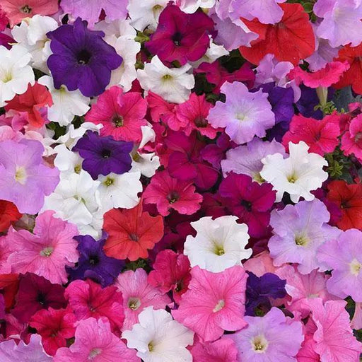 Petunia Single Gf. Supercascade Mix Flower Seeds - ChhajedGarden.com
