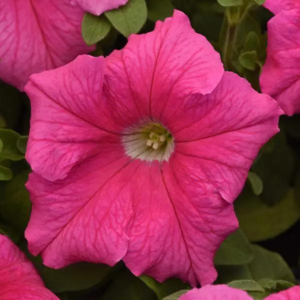 Petunia Single Gf. Supercascade Pink Flower Seeds - ChhajedGarden.com