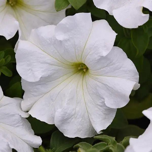 Petunia Single Gf. Supercascade White Flower Seeds - ChhajedGarden.com