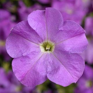Petunia Single Gf. Tritunia Lavender Flower Seeds - CGASPL