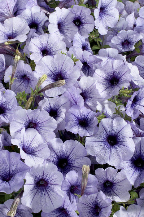 Petunia Single Mf. Celebrity Blue Ice  Flower Seeds - CGASPL