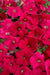 Petunia Single Mf. Celebrity Rose Flower Seeds - CGASPL