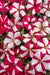 Petunia Single Mf. Celebrity Rose Star  Flower Seeds - CGASPL