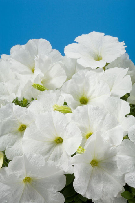 Petunia Single Mf. Celebrity White Flower Seeds - CGASPL