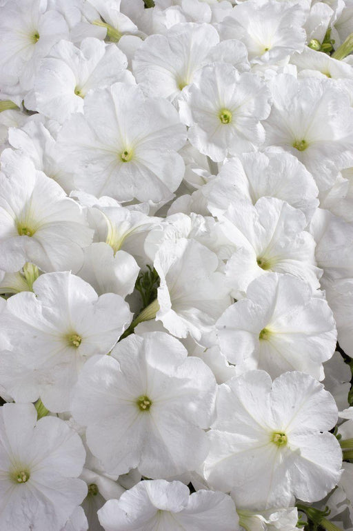 Petunia Single Mf. Celebrity White Flower Seeds - CGASPL