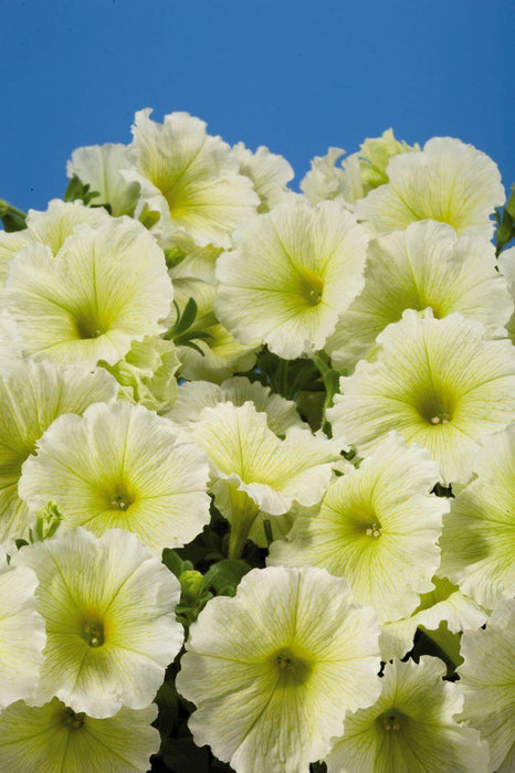 Petunia Single Mf. Celebrity Yellow  Flower Seeds - CGASPL