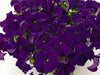 Petunia Success 360° Blue Pelleted Flower Seeds - CGASPL