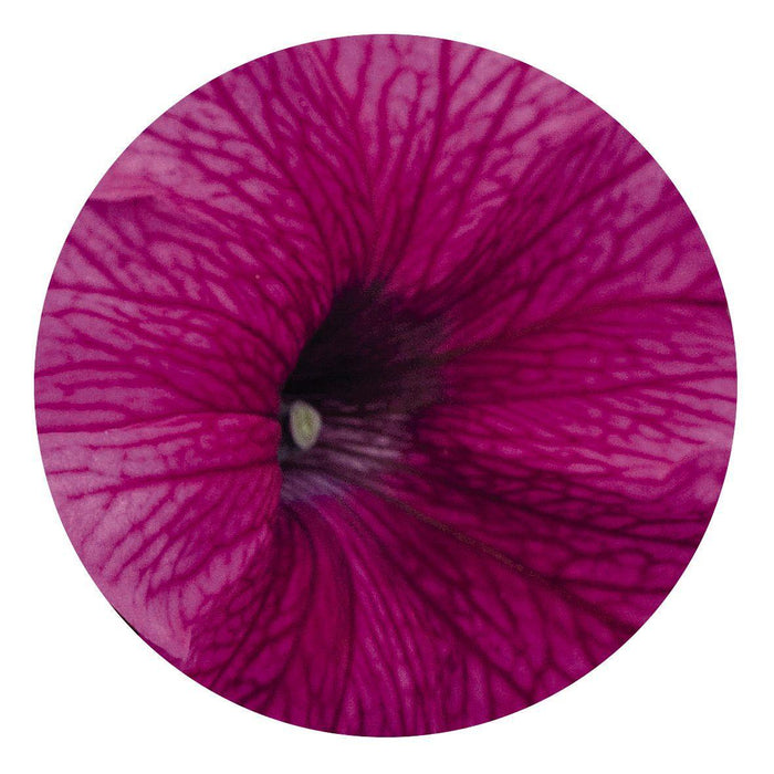 Petunia Success 360° Burgundy Vein Pelleted Flower Seeds - CGASPL