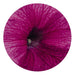 Petunia Success 360° Burgundy Vein Pelleted Flower Seeds - CGASPL